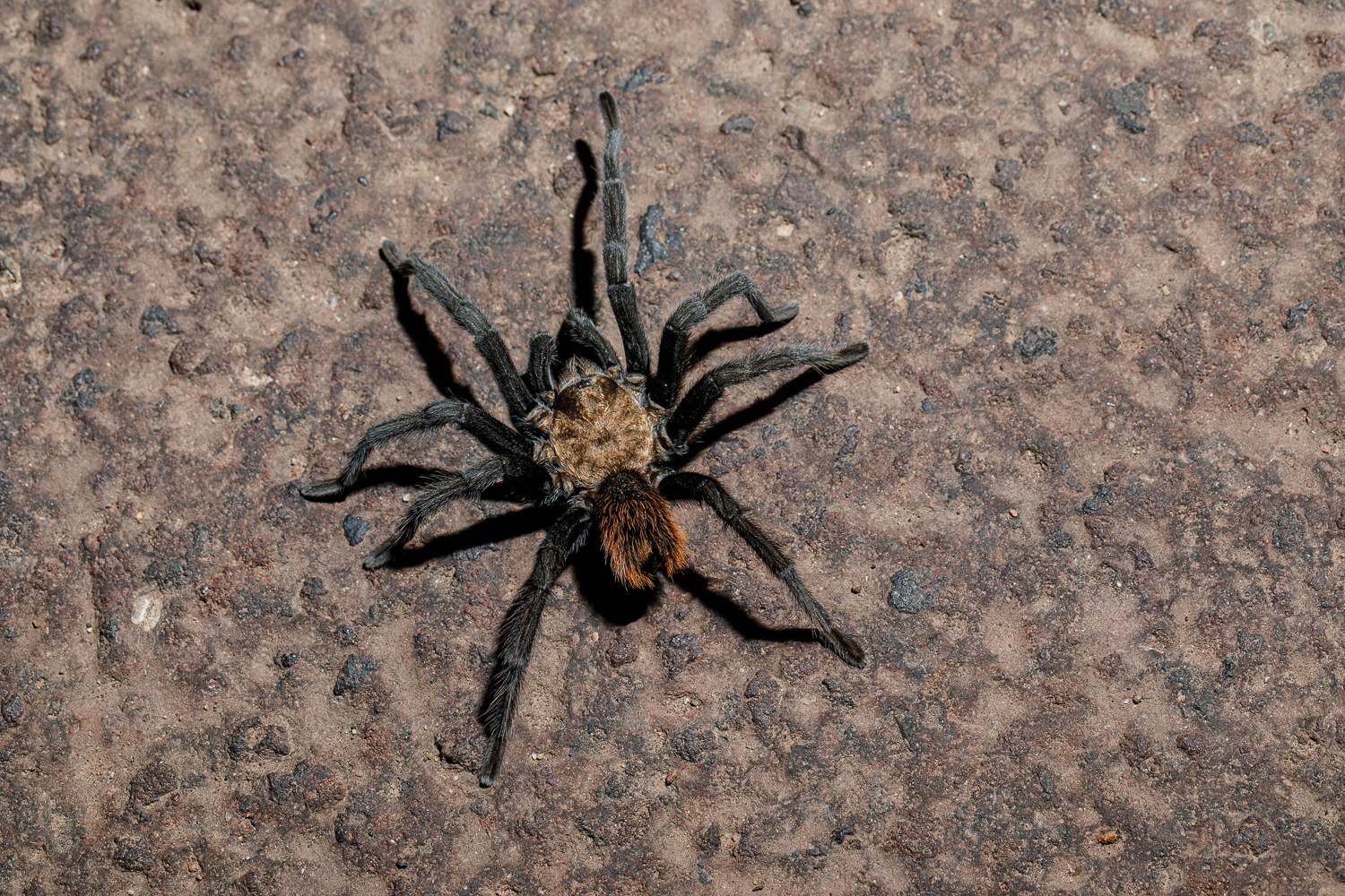 Western desert tarantula (<i>Aphonopelma chalcodes</i>).